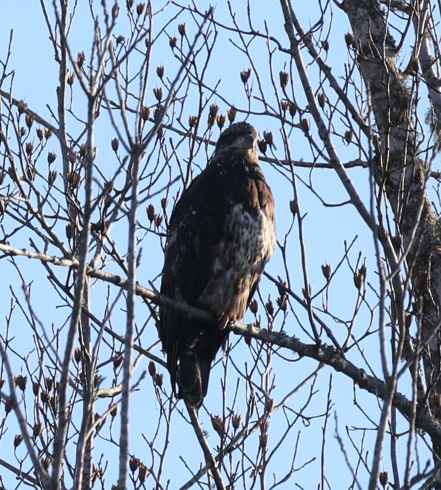 Bald Eagle - ML300357081