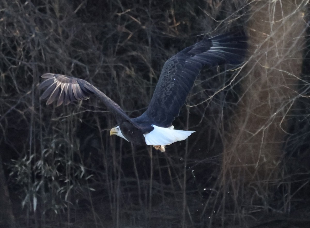 Bald Eagle - ML300357091