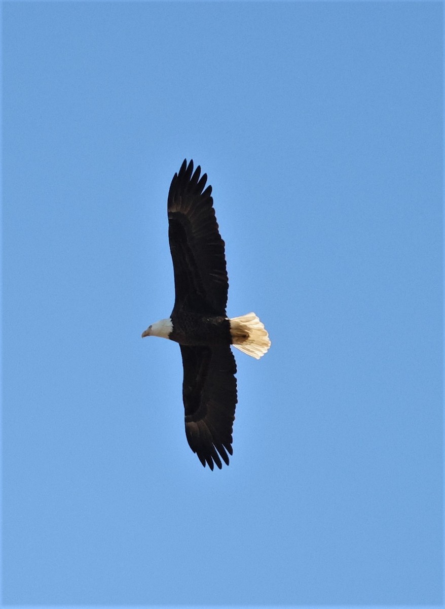 Bald Eagle - ML300357101