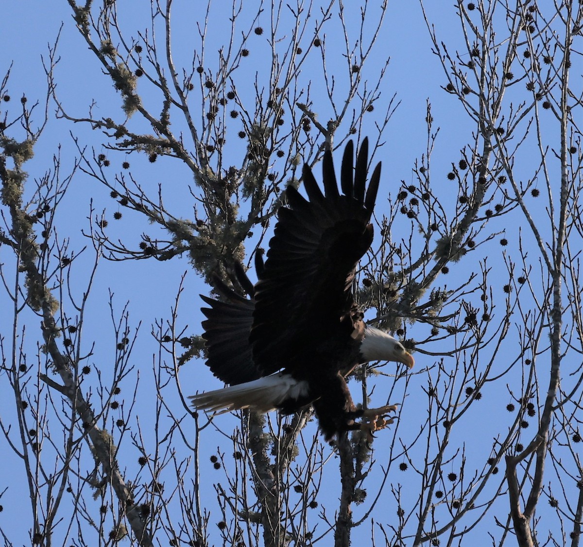 Bald Eagle - ML300357111