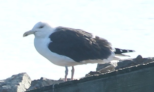 Great Black-backed Gull - ML300357511