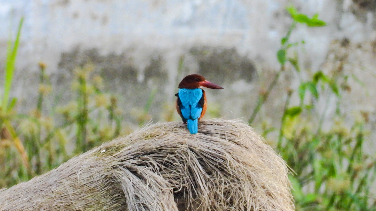 Brown-breasted Kingfisher - Rovina Facey