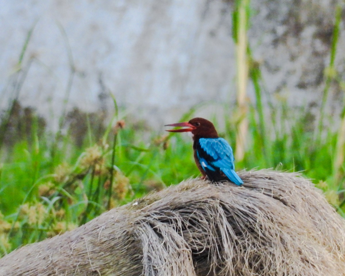Brown-breasted Kingfisher - Rovina Facey
