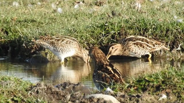 Баранець південний - ML300357731