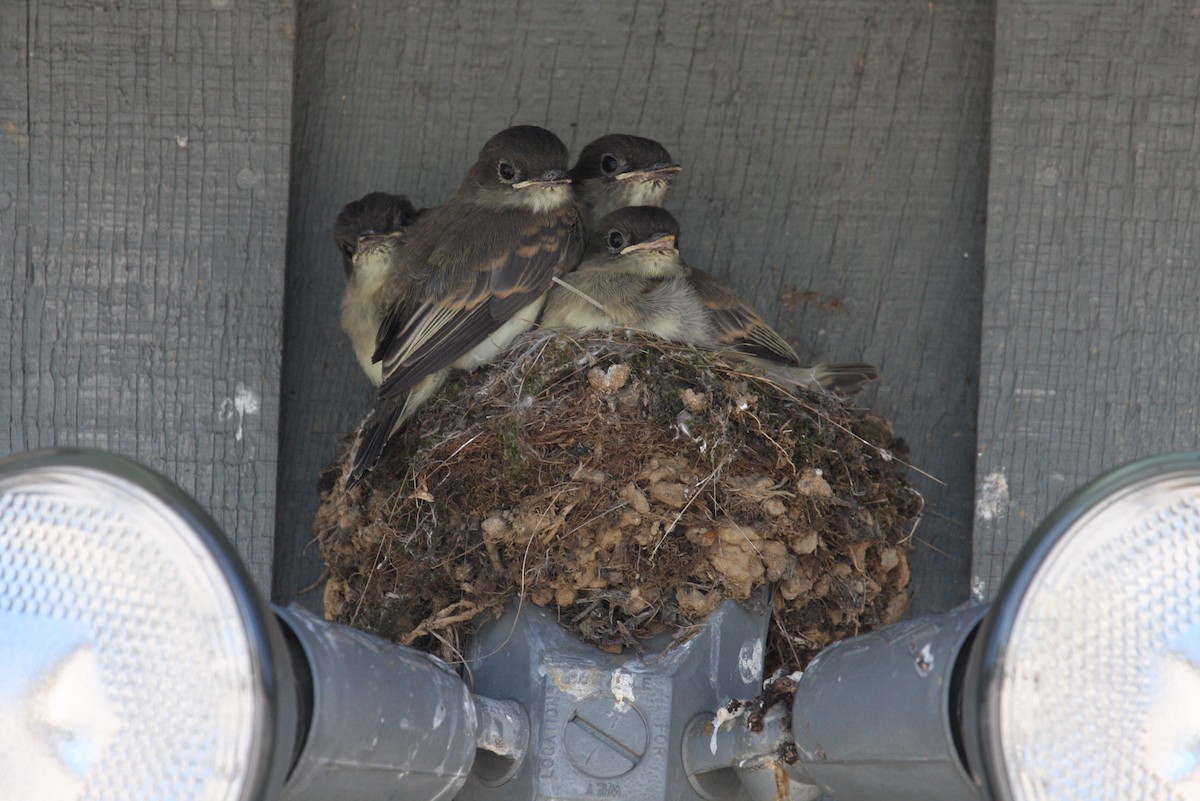 Eastern Phoebe - ML30035791