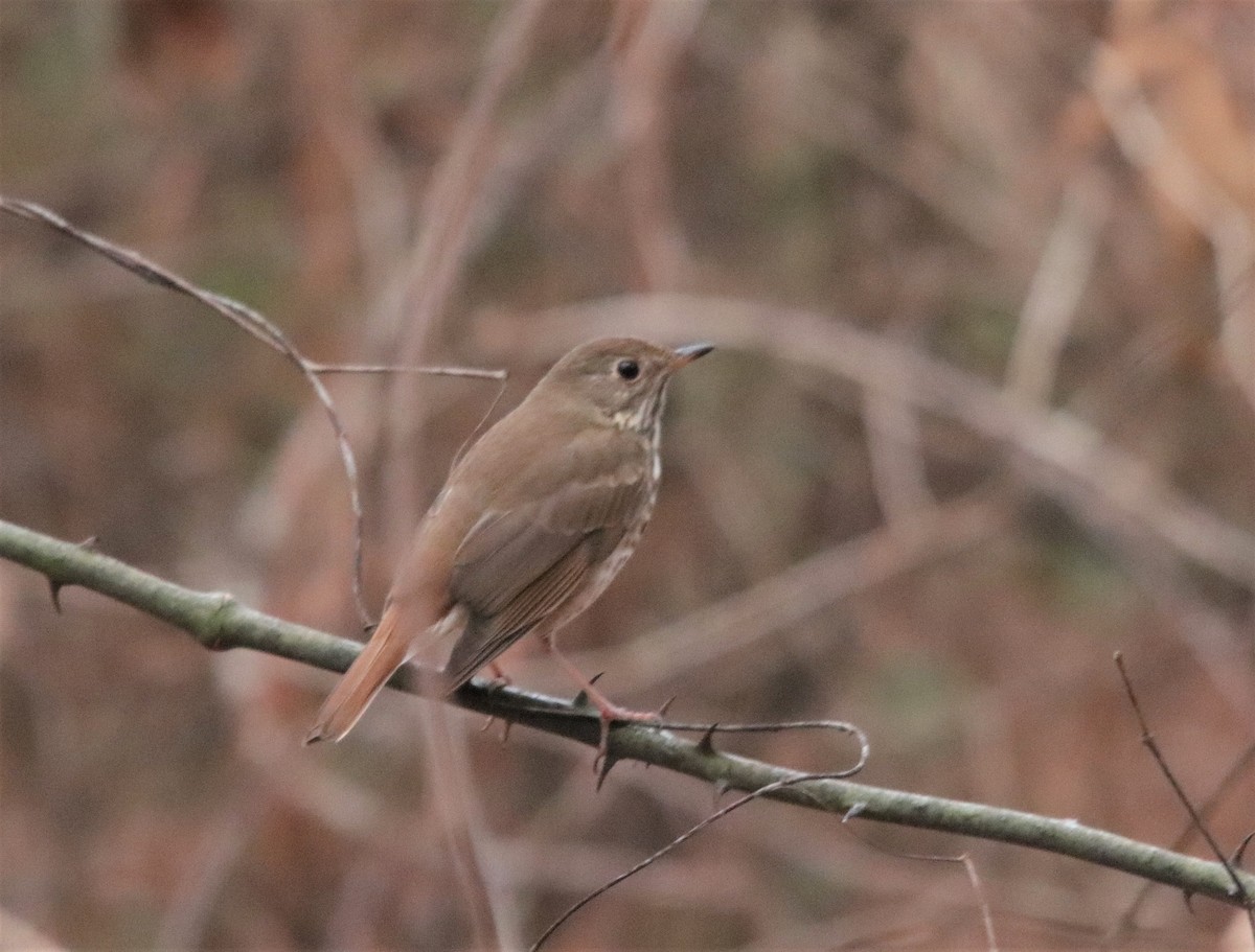 Hermit Thrush - ML300359131
