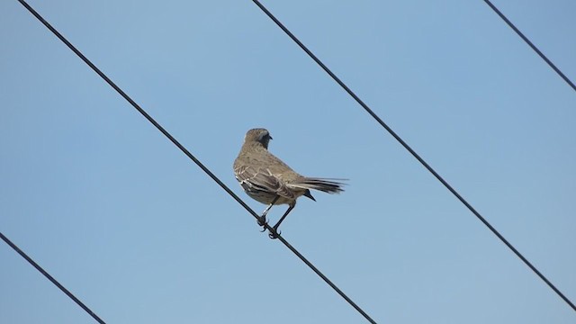 Chilean Mockingbird - ML300360531