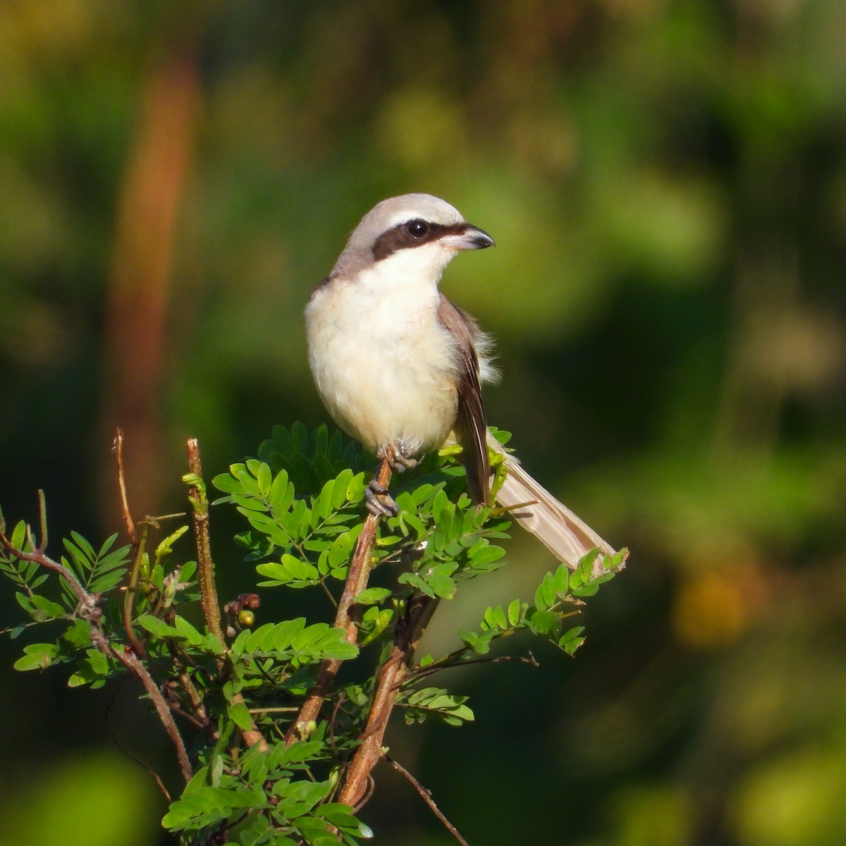 Alcaudón Pardo (lucionensis) - ML300360821