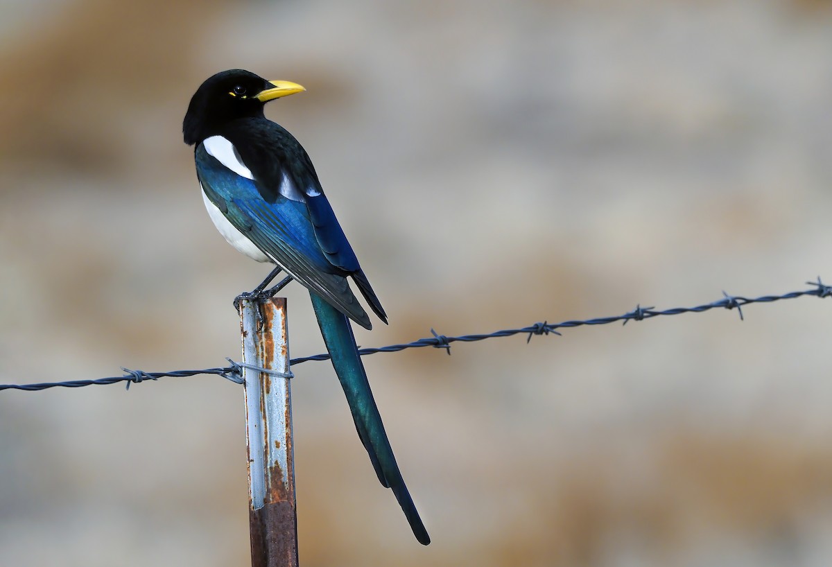 Yellow-billed Magpie - ML300361001