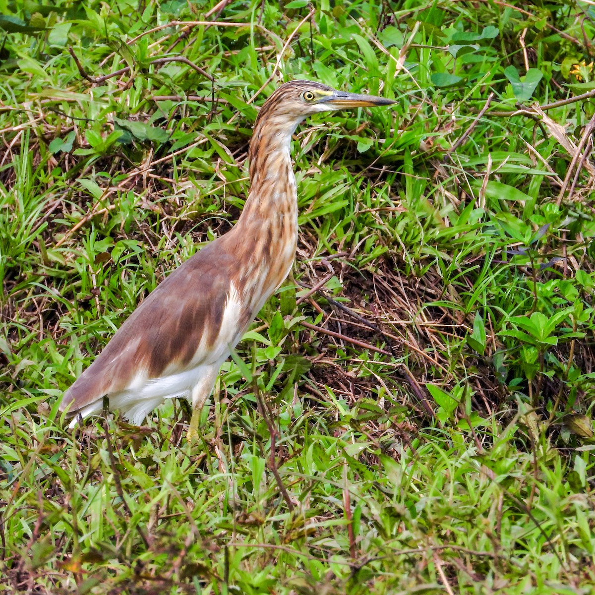 Javan Pond-Heron - Rovina Facey