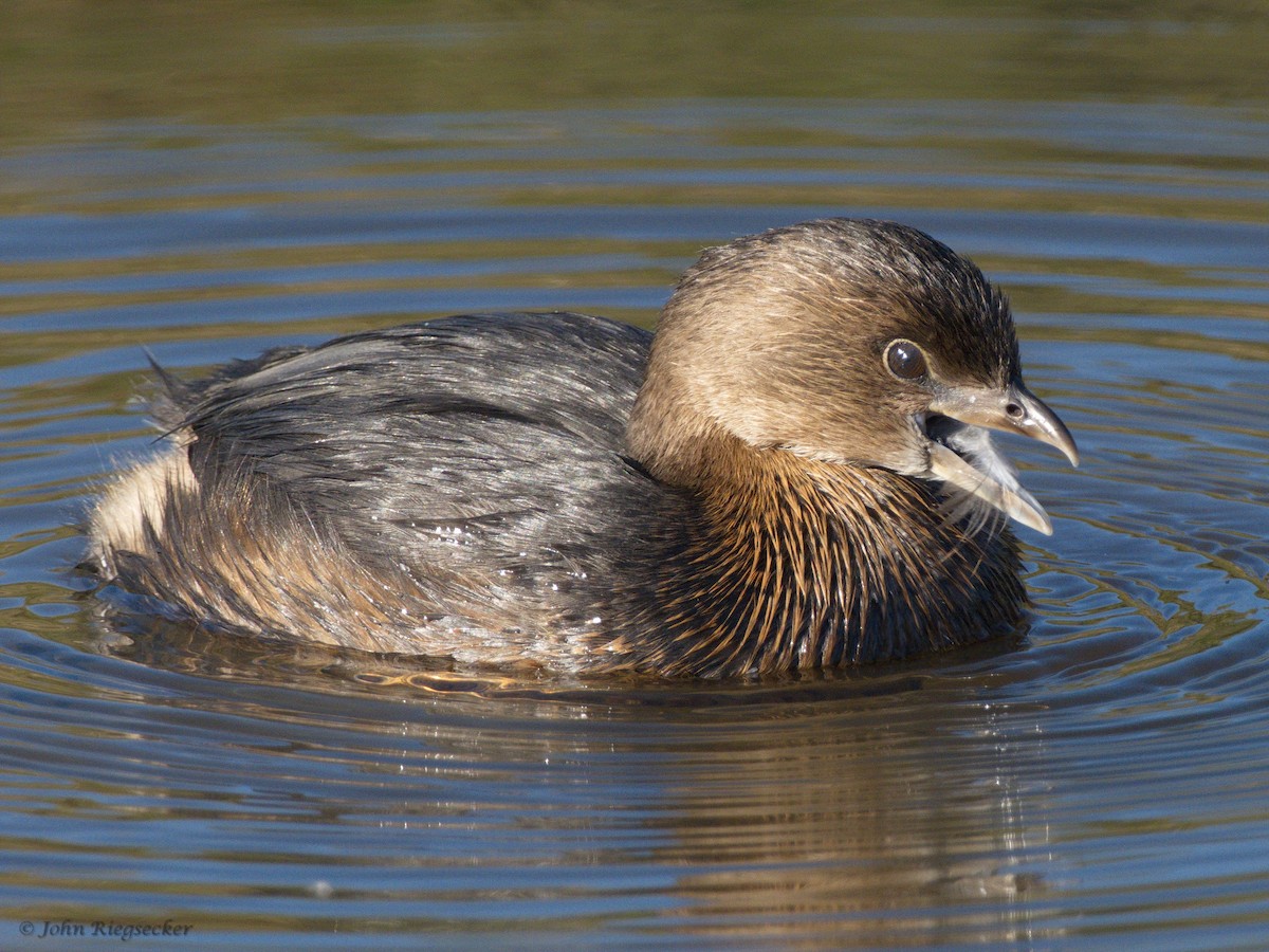 Pied-billed Grebe - John Riegsecker