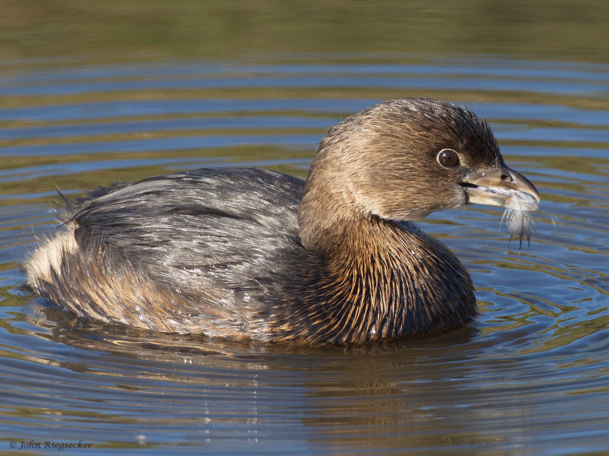 Pied-billed Grebe - John Riegsecker