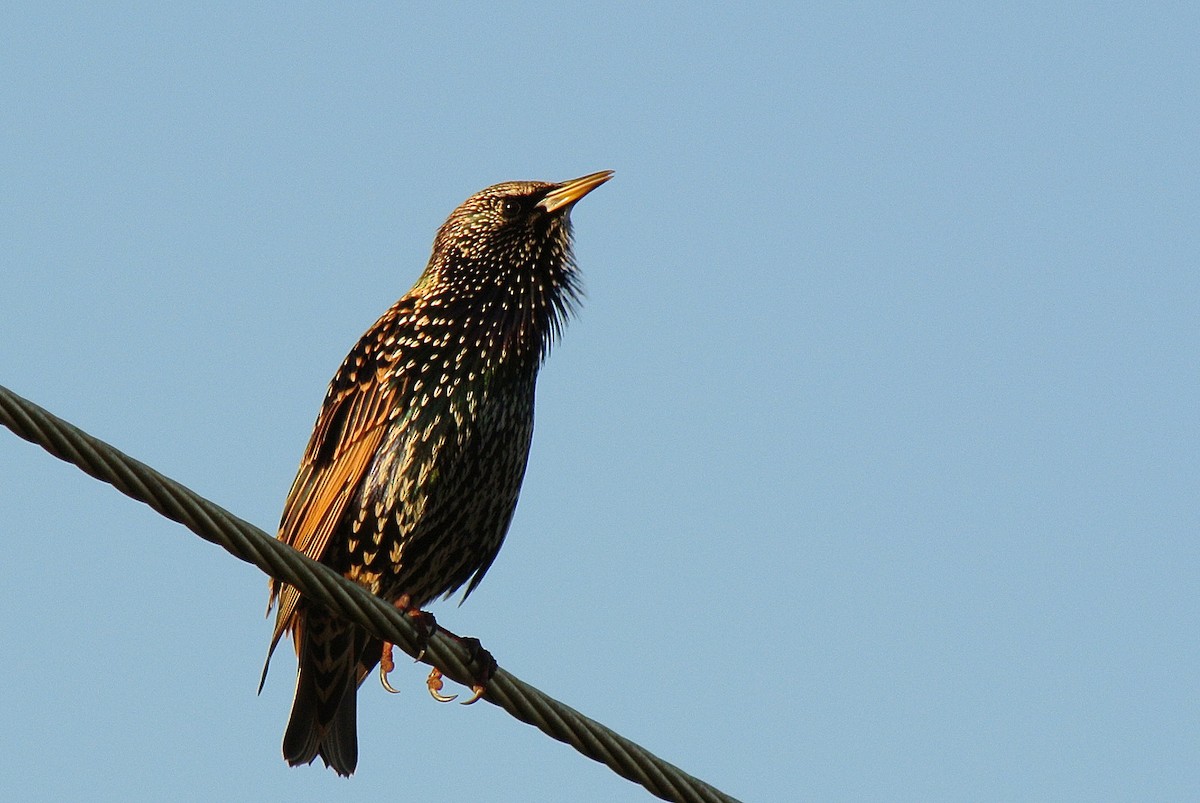 European Starling - ML300365921