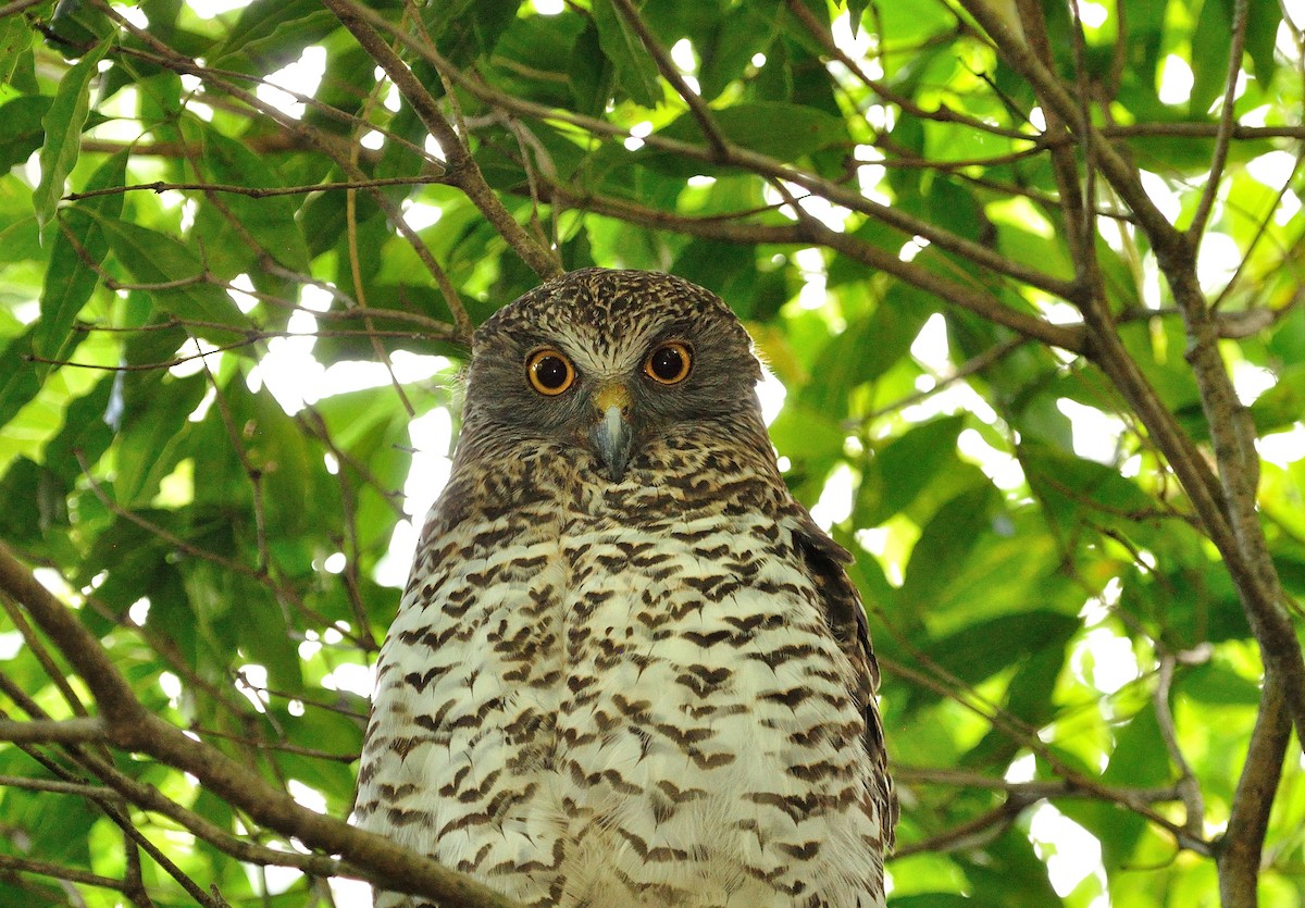 Powerful Owl - ML300367131