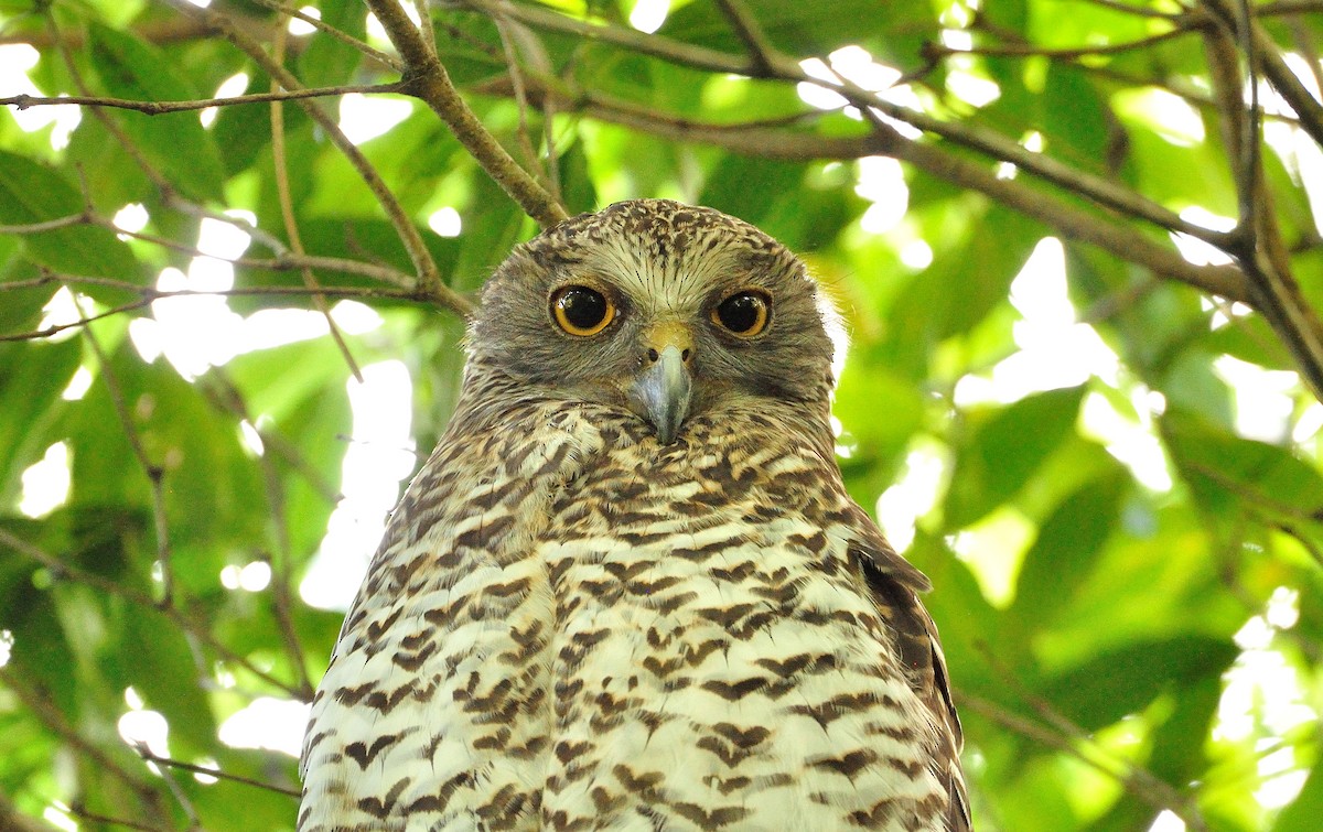 Powerful Owl - ML300367431