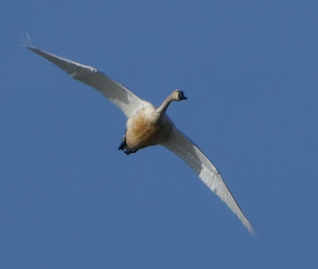 Tundra Swan - Hallie Daly