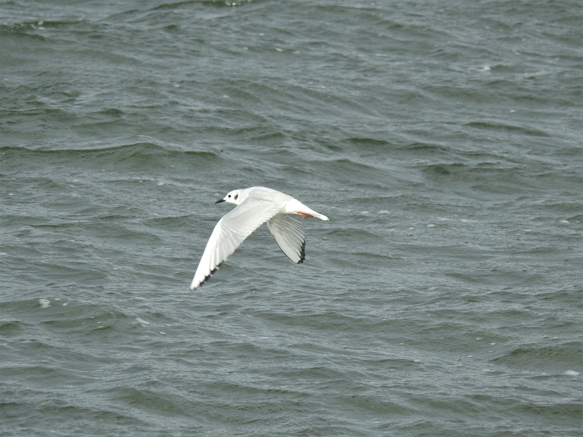 Bonaparte's Gull - ML300368461