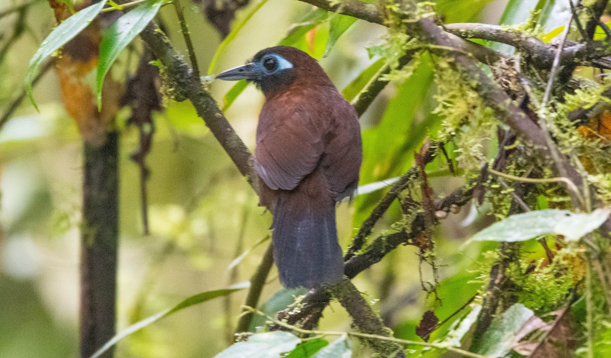 Zeledon's Antbird - ML300369111