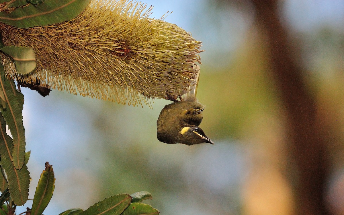 Lewin's Honeyeater - ML300369311