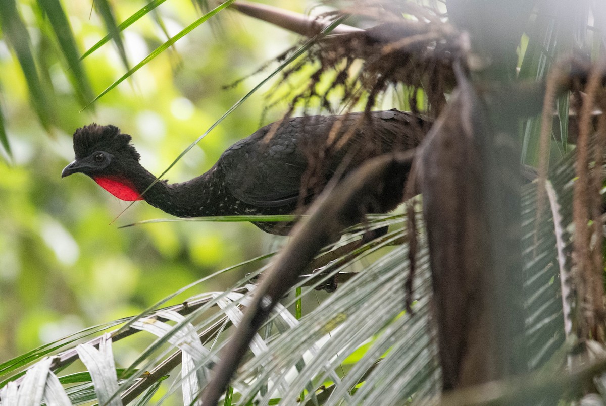 Crested Guan - Philip Reimers