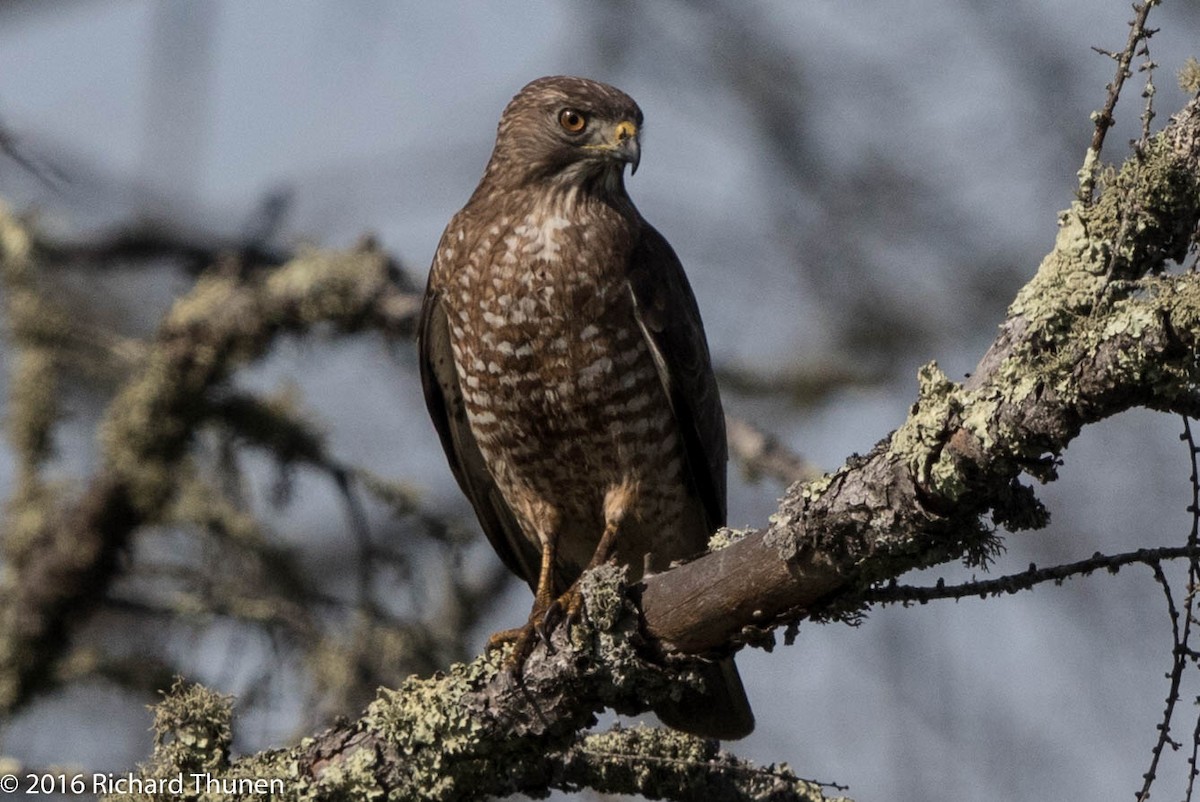 Broad-winged Hawk - ML300370781