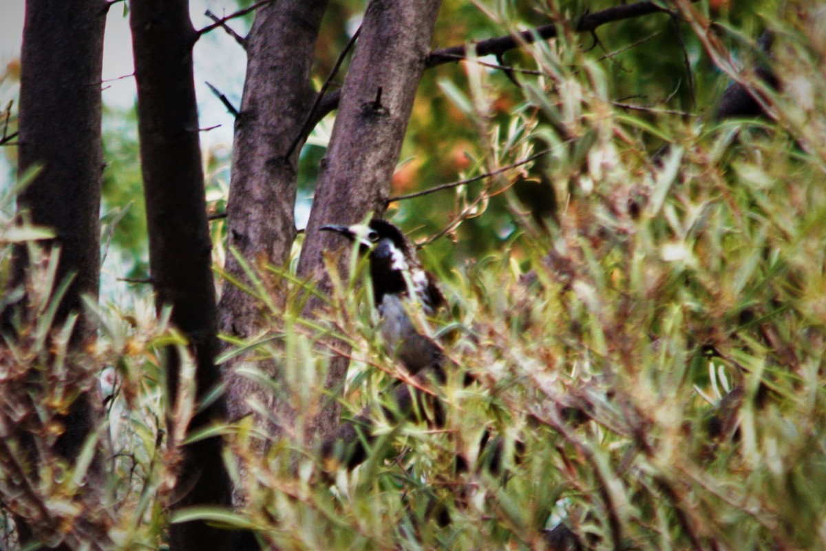 White-fronted Honeyeater - ML300371031