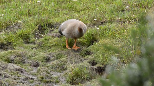 Ruddy-headed Goose - ML300371231