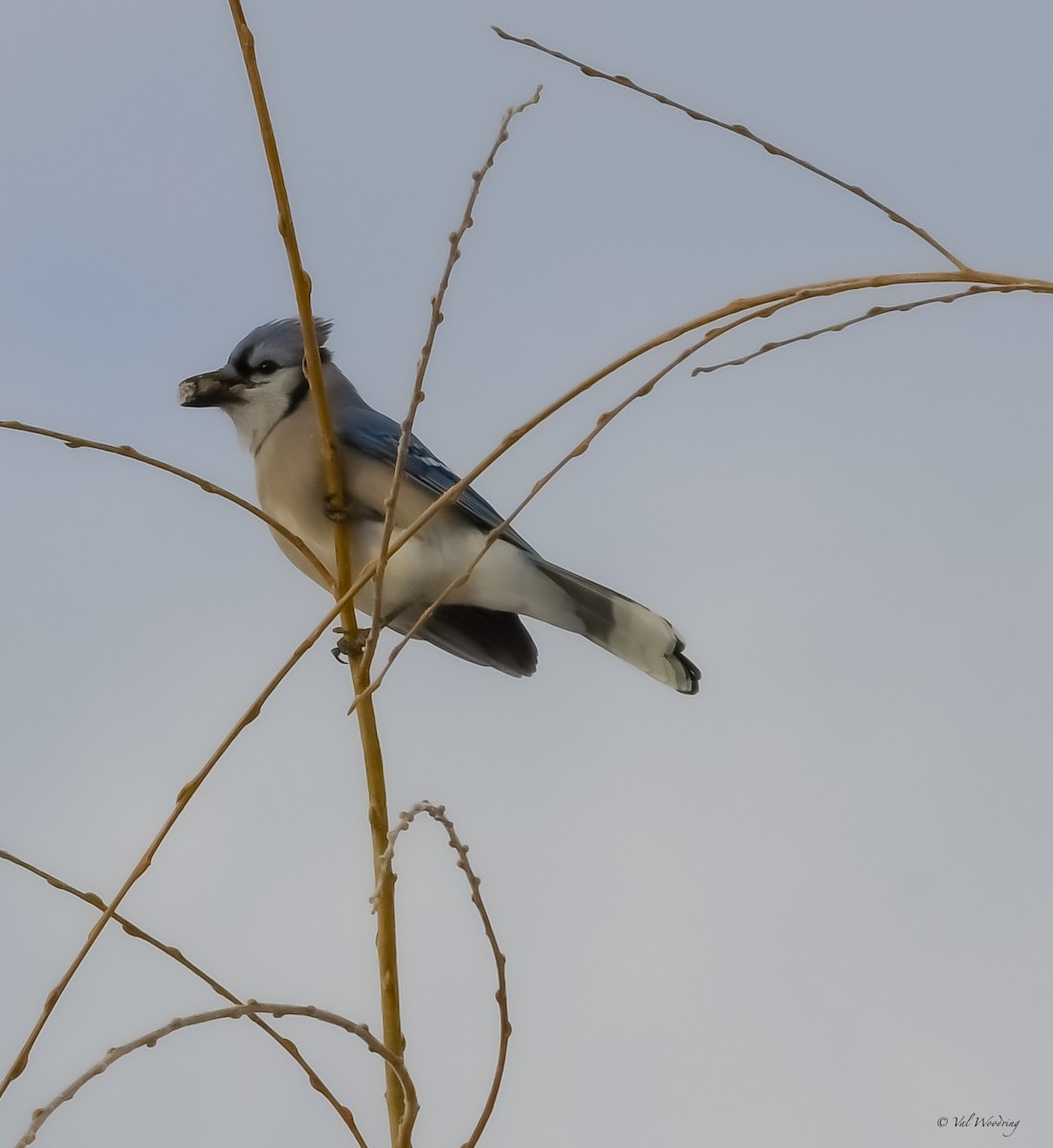 Blue Jay - Valerie Woodring