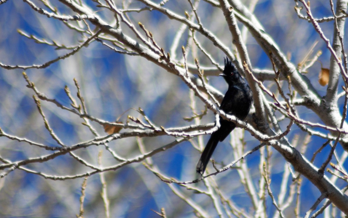 Phainopepla - ML300372151