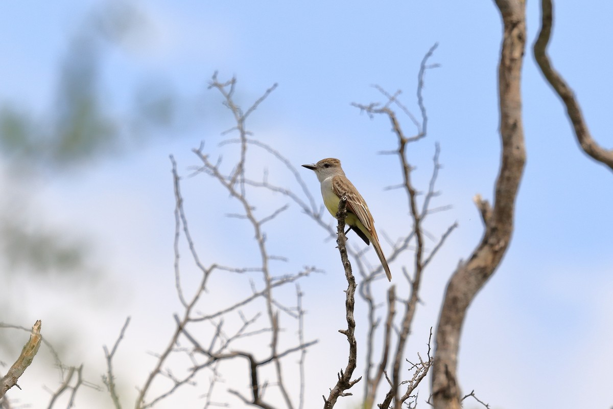 Ash-throated Flycatcher - ML30037231