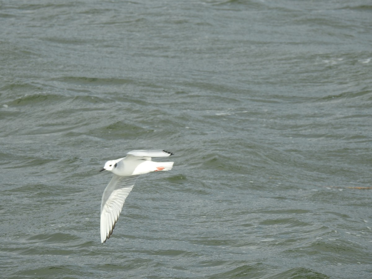 Bonaparte's Gull - ML300373761