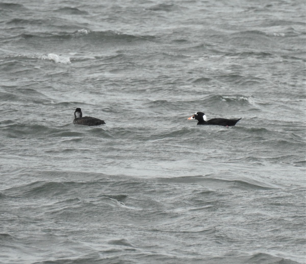 Surf Scoter - ML300375041