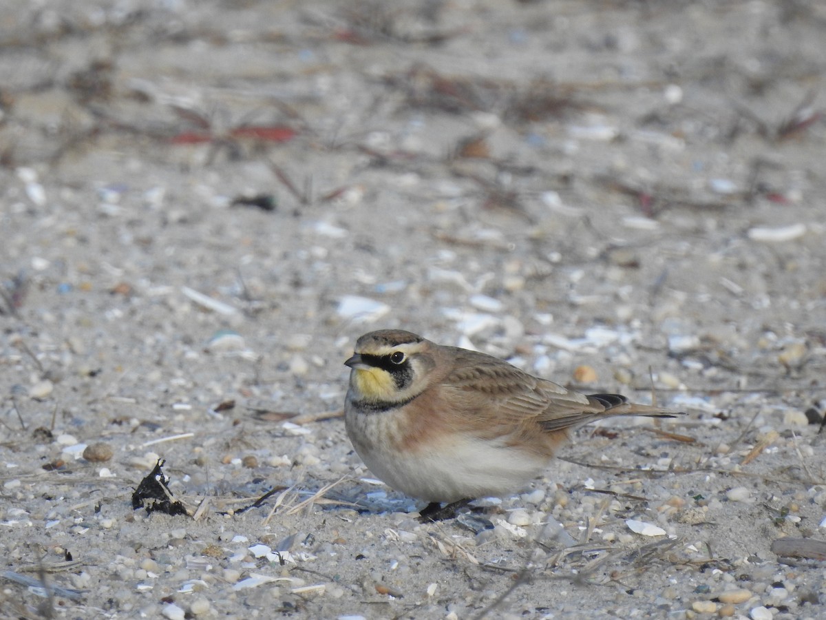 Horned Lark - ML300375711