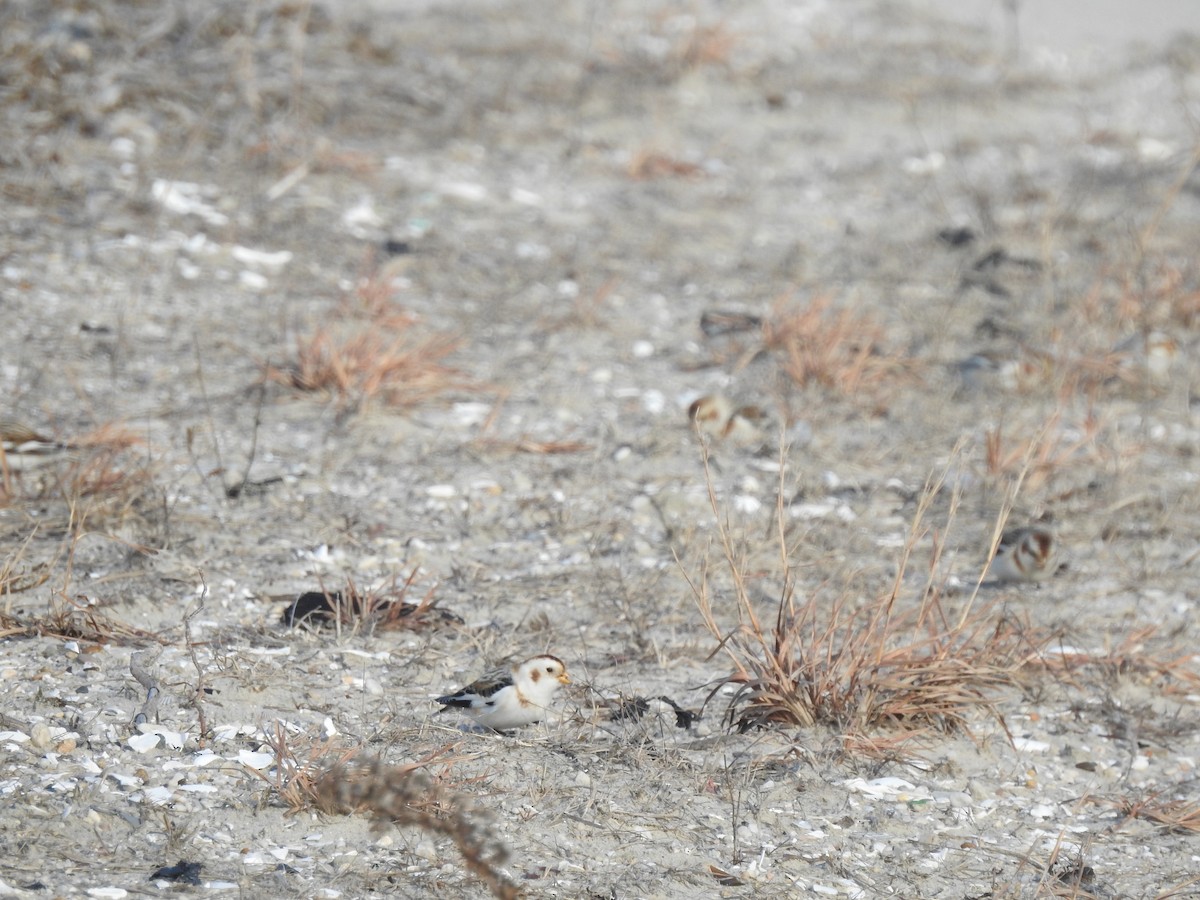 Snow Bunting - ML300375731