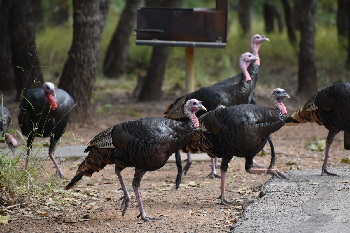 Wild Turkey - ML300376261