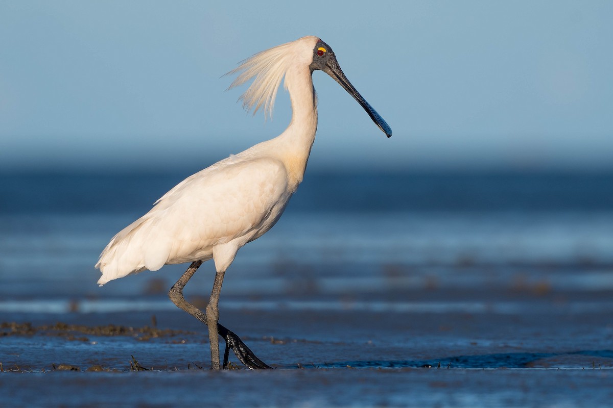 Royal Spoonbill - ML300377521