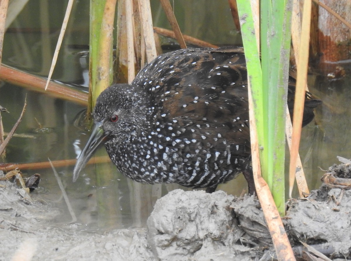 Spotted Rail - ML300378351
