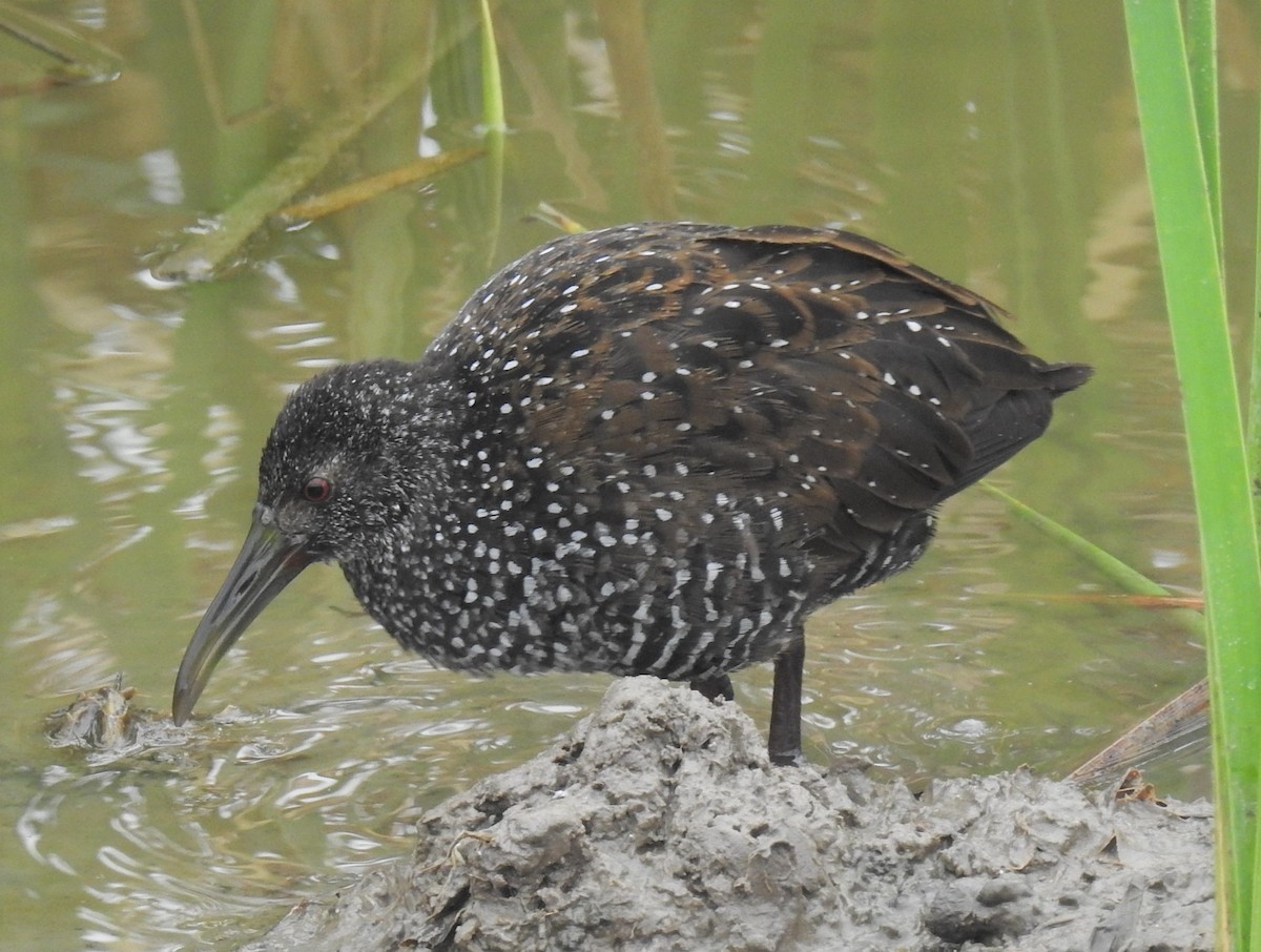 Spotted Rail - ML300378391