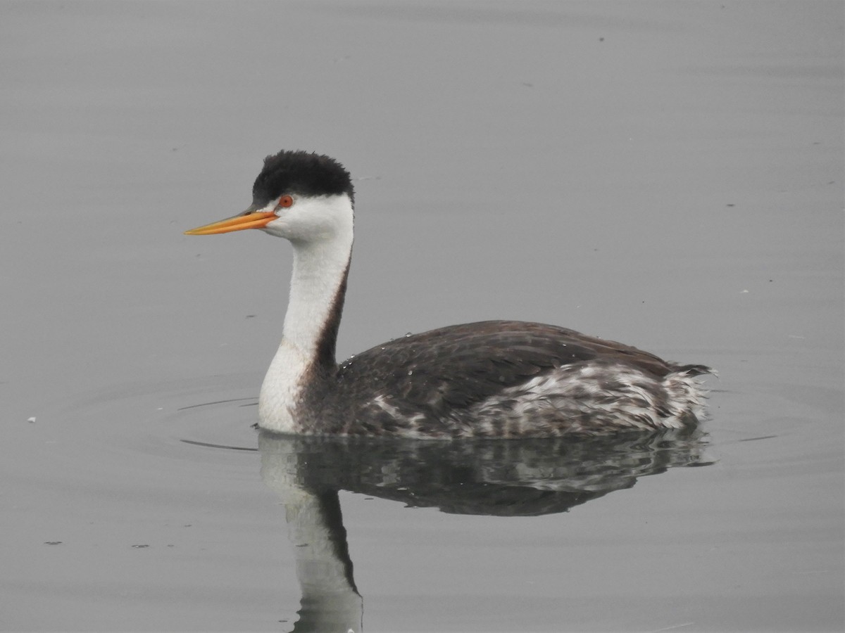 Clark's Grebe - Cliff Cordy