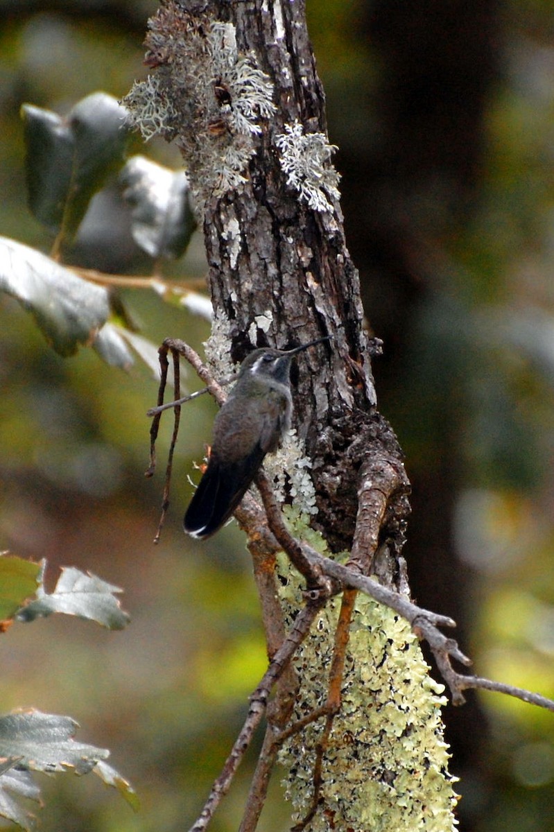 Blue-throated Mountain-gem - ML300380601