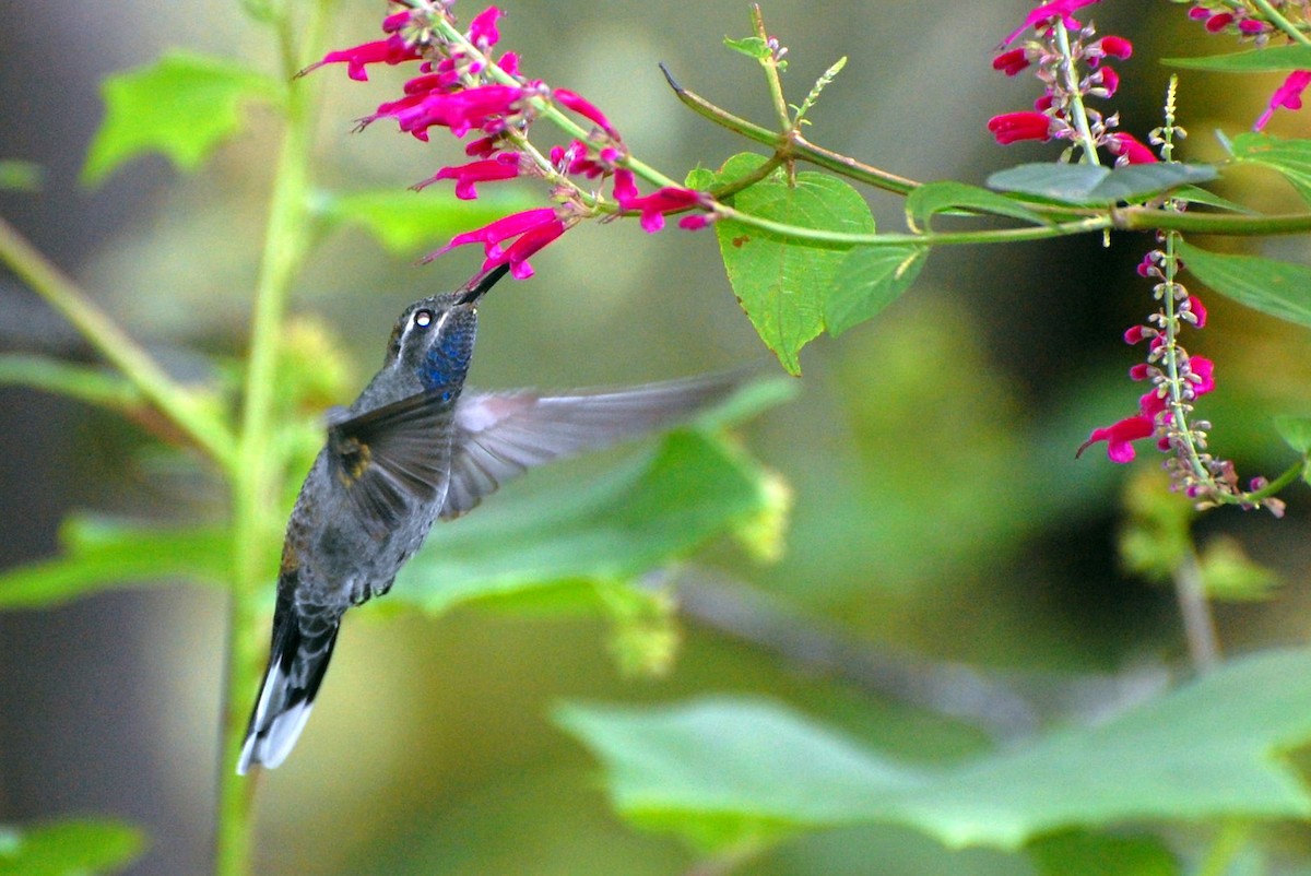 Blue-throated Mountain-gem - Eitan Altman