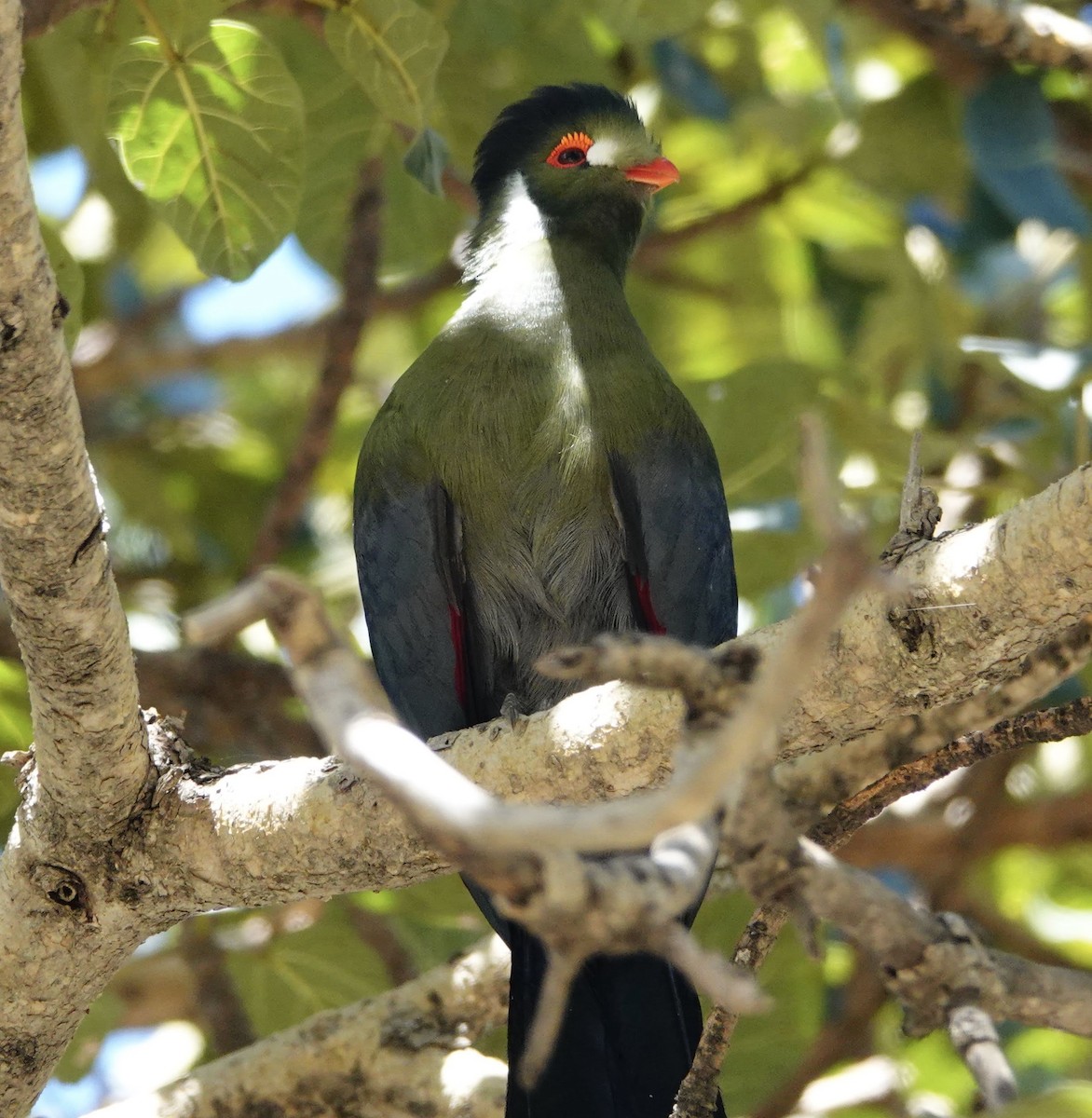 White-cheeked Turaco - ML300383041