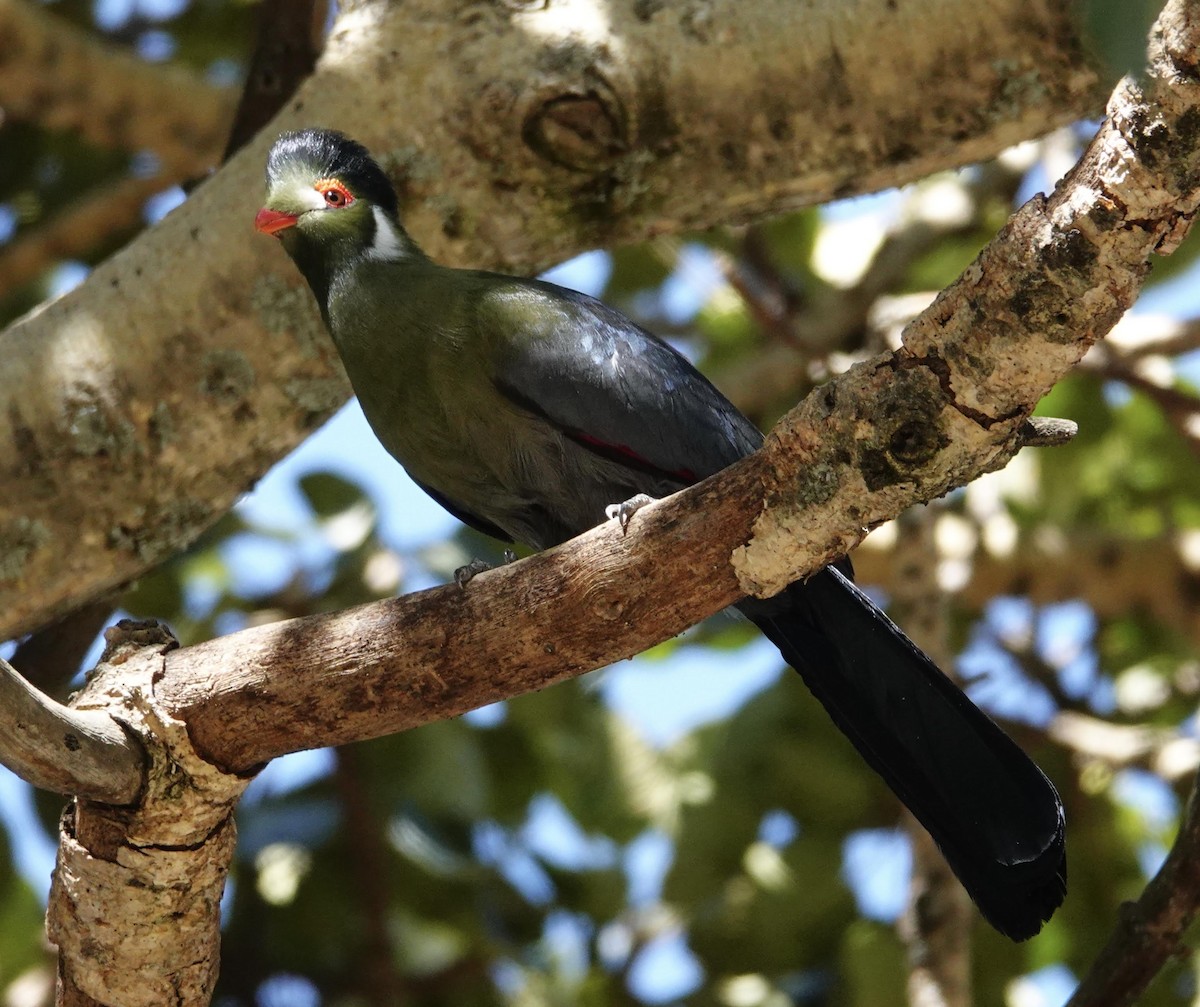 White-cheeked Turaco - ML300383101