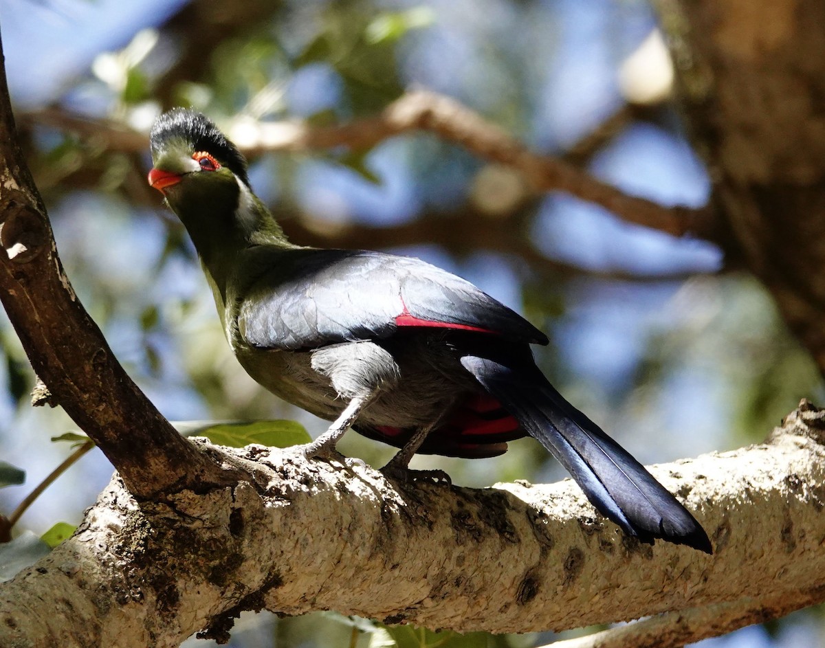 Turaco Cariblanco - ML300383281