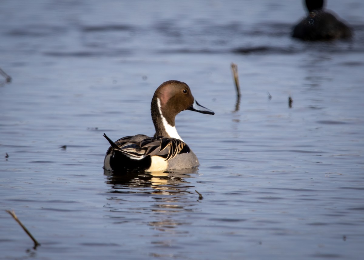 Northern Pintail - Forest Tomlinson