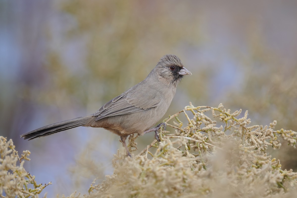 Abert's Towhee - ML300384071
