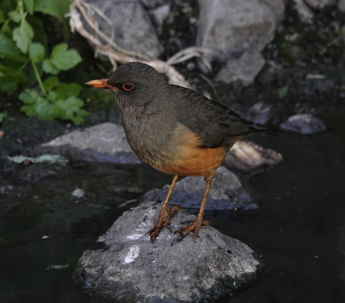 Abyssinian Thrush - ML300384621