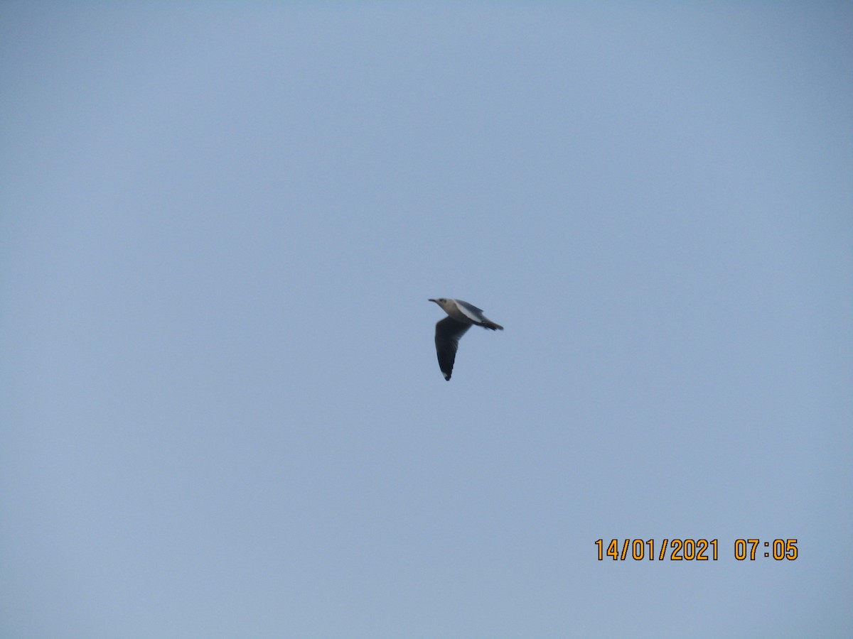 Brown-headed Gull - ML300387361