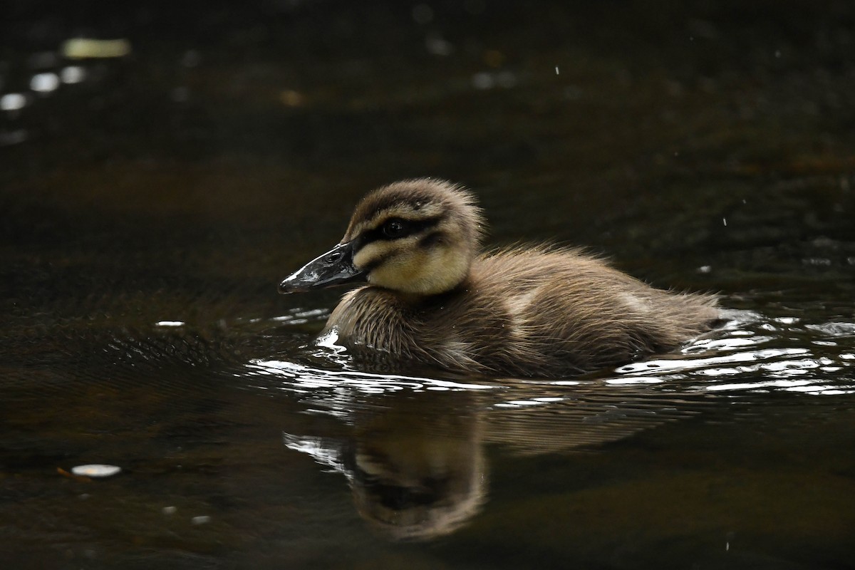 Pacific Black Duck - ML300388221