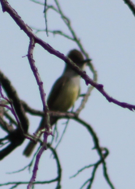 Dusky-capped Flycatcher - ML30038971